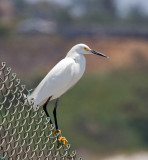 Snowy Egret