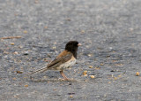 Dark-eyed Junco