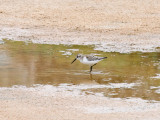 Western Sandpiper