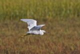 Snowy Egret