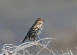 Beldings Savannah Sparrow