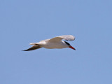 Caspian Tern