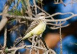 Western Kingbird