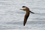 Brown Booby