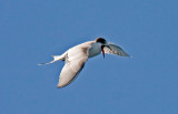 Common Tern
