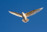 Albinistic Western Gull