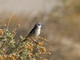 Sagebrush/Bell's (Sage) Sparrow
