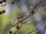 Chipping Sparrow