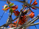 Nuttalls Woodpecker in Coral Tree