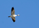 Snow Goose