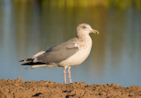 Herring Gull