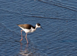 Black-necked Stilt