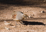 Gambels Quail