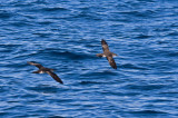 Black-vented Shearwater