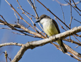 Thick-billed Kingbird