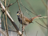 Fox (Sooty) Sparrow