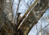 Downy Woodpecker
