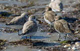 Sanderling and Dunlin