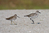 Short-billed Dowitcher and Black-bellied Plover