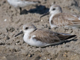 Sanderling