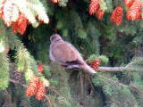 IMG_0710_eurasian_collared_dove.jpg