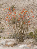 Ocotillo