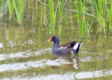 Common Gallinule