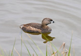 Pied-billed Grebe