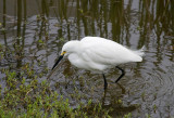 Snowy Egret