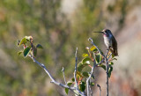 Costas Hummingbird