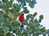 Summer Tanager