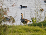 Greater White-fronted Goose