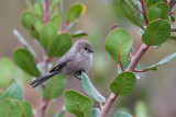 Bushtit