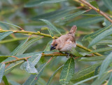 Scaly-breasted Munia