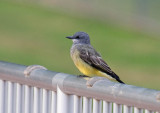 Cassins Kingbird