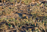 American Pipit