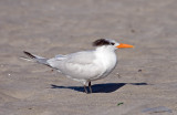 Royal Tern