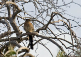 Greater Roadrunner