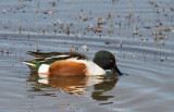 Northern Shoveler