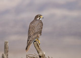 Prairie Falcon