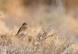 Savannah Sparrow