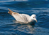 Herring x Glaucous-winged (Cook Inlet) Gull