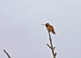 Allens Hummingbird