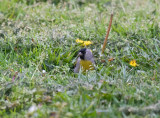 Lawrences Goldfinch
