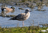 Herring Gull