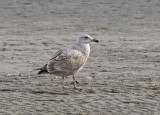 Glaucous-winged x Western (Olympic) Gull