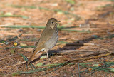 Hermit Thrush