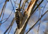 Downy Woodpecker