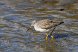 Greater Yellowlegs