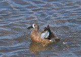 Blue-winged Teal